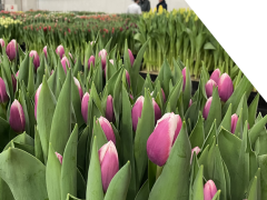 Highlighted image: Weer lekker bloemen kijken